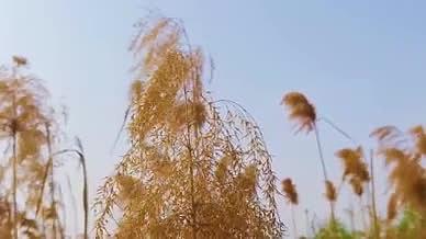 芦苇夕阳下的芦苇风吹动的芦苇视频的预览图